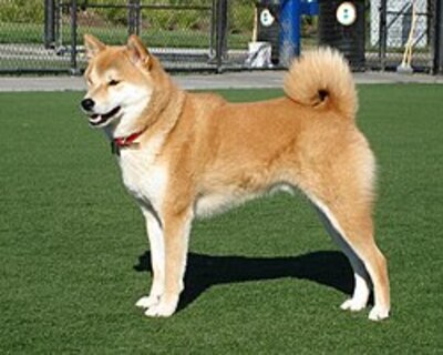 $TAKA Shiba Inu